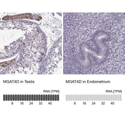 Immunohistochemistry-Paraffin: MGAT4D Antibody [NBP1-87510]