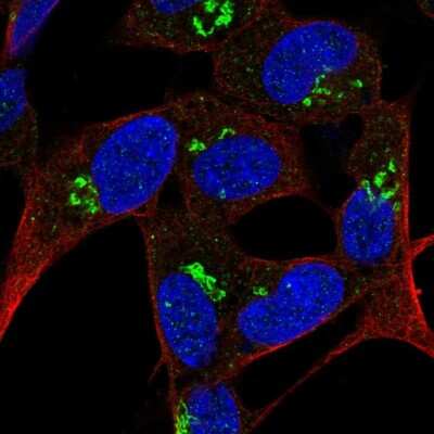 Immunocytochemistry/ Immunofluorescence: FAM228B Antibody [NBP2-56637]