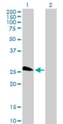 Western Blot: TAF11L4 Antibody [H00391746-B01P]