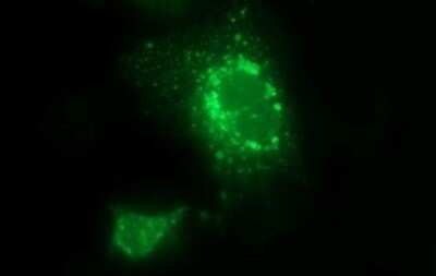 Immunofluorescence: LOH12CR1 Antibody (OTI1E1) [NBP2-45656]