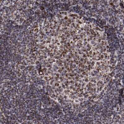 Immunohistochemistry-Paraffin: LONP1 Antibody [NBP1-81734]
