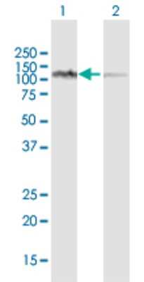 Western Blot: LONP1 Antibody [H00009361-D01P]