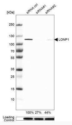 Western Blot: LONP1 Antibody [NBP1-81734]