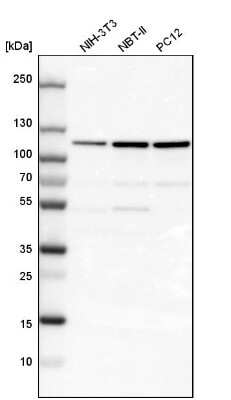 Western Blot: LONP1 Antibody [NBP1-81734]