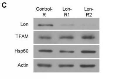 Western Blot: LONP1 Antibody [NBP1-81734]