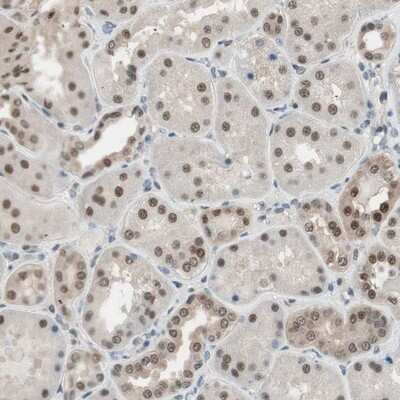 Immunohistochemistry-Paraffin: LONP2 Antibody [NBP1-81294]