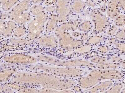 Immunohistochemistry-Paraffin: LONP2 Antibody [NBP2-98068]