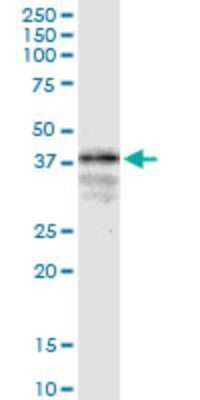 Western Blot: LONRF1 Antibody (1D9) [H00091694-M02]