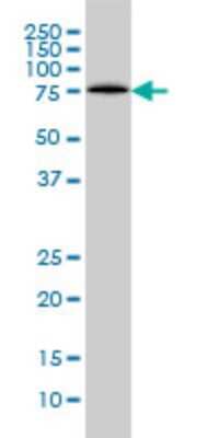 Western Blot: LONRF1 Antibody (3F2) [H00091694-M01]