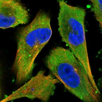 Immunocytochemistry/ Immunofluorescence: LONRF1 Antibody [NBP1-83579]