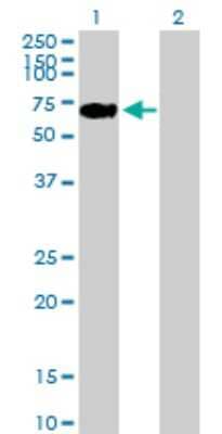 Western Blot: LONRF2 Antibody [H00164832-B01P]