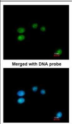 Immunocytochemistry/ Immunofluorescence: LONRF3 Antibody [NBP2-17157]