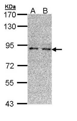 Western Blot: LONRF3 Antibody [NBP2-17157]