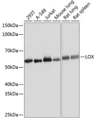 Western Blot: LOX Antibody (9K10Z3) [NBP3-15396]