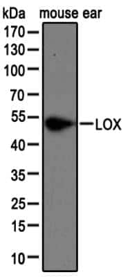 Western Blot: LOX Antibody [NBP2-24877]