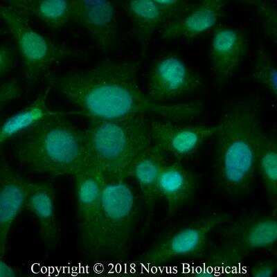 Immunocytochemistry/ Immunofluorescence: LOX propeptide Antibody - BSA Free [NB110-41568]