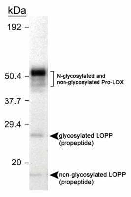 Western Blot: LOX propeptide AntibodyBSA Free [NB110-41568]