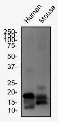 Western Blot: LOX propeptide AntibodyBSA Free [NB110-41568]