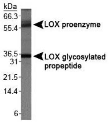 Western Blot: LOX propeptide AntibodyBSA Free [NBP1-30327]