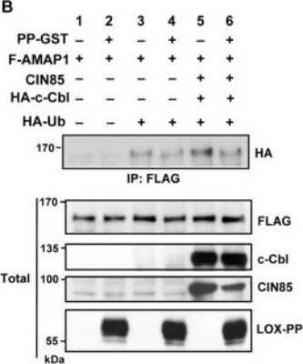 Western Blot: LOX propeptide AntibodyBSA Free [NBP1-30327]