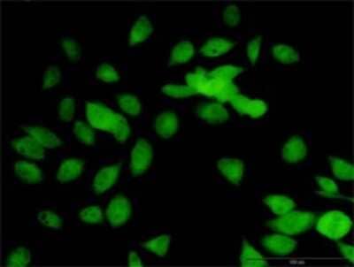 Immunocytochemistry/ Immunofluorescence: LOXL1 Antibody [H00004016-D01P]