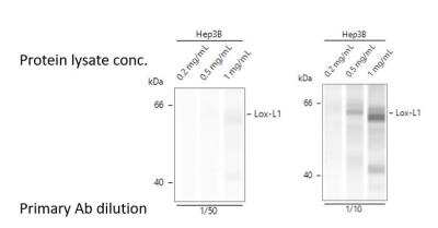 Simple Western: LOXL1 Antibody [H00004016-D01P]
