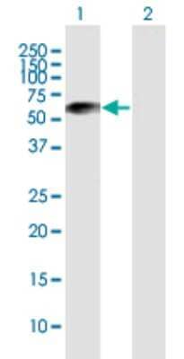 Western Blot: LOXL1 Antibody [H00004016-B01P]