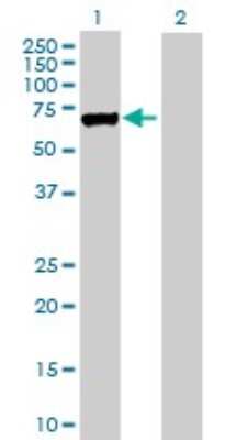 Western Blot: LOXL1 Antibody [H00004016-D01P]