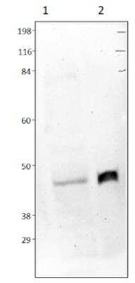 Western Blot: LOXL1 Antibody [NBP3-12225]