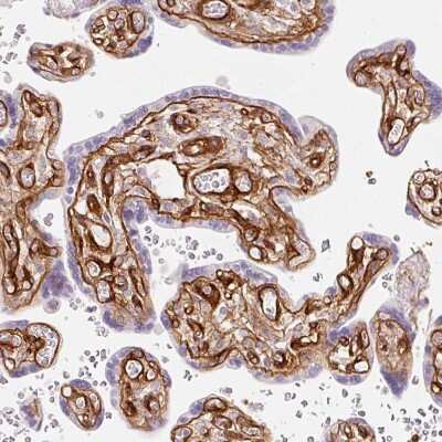 Immunohistochemistry-Paraffin: LOXL4 Antibody [NBP2-32692]