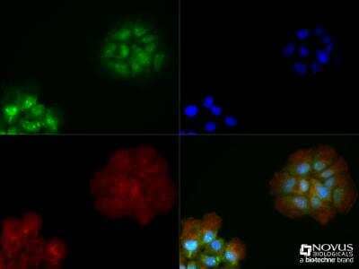 Immunocytochemistry/ Immunofluorescence: LPAR1/LPA1/EDG-2 Antibody - BSA Free [NBP1-03363]