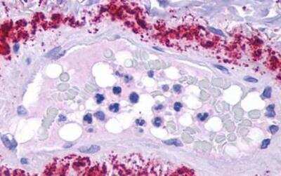 Immunohistochemistry-Paraffin: LPAR1/LPA1/EDG-2 Antibody - BSA Free [NLS211]