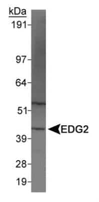 Western Blot: LPAR1/LPA1/EDG-2 AntibodyBSA Free [NBP1-03363]