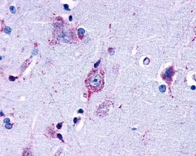 Immunohistochemistry-Paraffin: LPAR3/LPA3/EDG-7 Antibody - BSA Free [NLS1017]