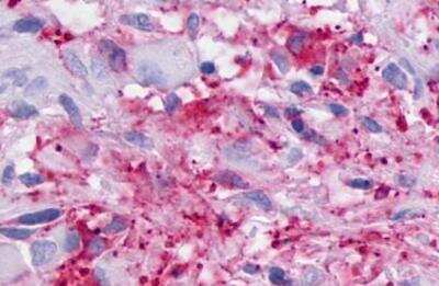 Immunohistochemistry-Paraffin: LPAR5/LPA5/GPR92 Antibody - BSA Free [NLS426]