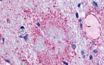 Immunohistochemistry-Paraffin: LPAR5/LPA5/GPR92 Antibody - BSA Free [NLS426]