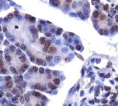 Immunohistochemistry: Lipin 1 Antibody - BSA Free [NB110-57150]