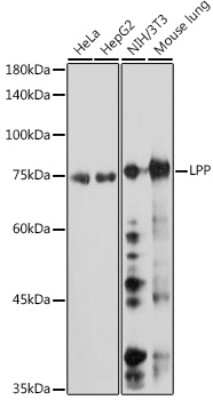 Western Blot: LPP Antibody (8M2R8) [NBP3-15690]