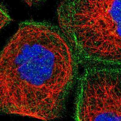 Immunocytochemistry/ Immunofluorescence: LRCH1 Antibody [NBP1-90629]