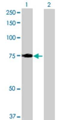 Western Blot: LRCH3 Antibody [H00084859-B01P]