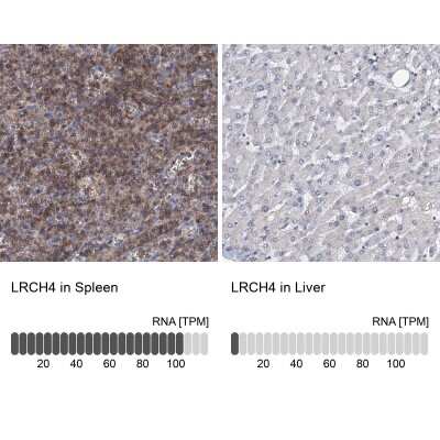 Immunohistochemistry-Paraffin: LRCH4 Antibody [NBP1-82821]