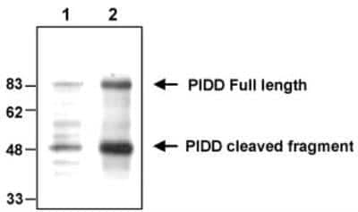 Western Blot: PIDD Antibody (Anto-1)BSA Free [NBP1-97595]