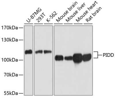 Western Blot: PIDD AntibodyBSA Free [NBP3-03535]