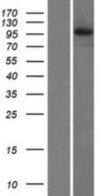 Western Blot: PIDD Overexpression Lysate [NBL1-12662]