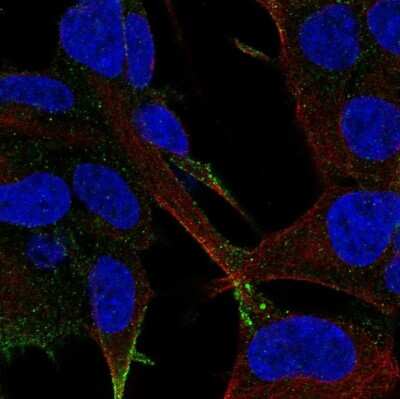 Immunocytochemistry/ Immunofluorescence: LRFN2 Antibody [NBP2-57321]