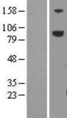 Western Blot: LRFN5 Overexpression Lysate [NBL1-12664]