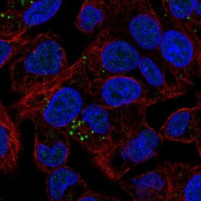 Immunocytochemistry/ Immunofluorescence: LRG1 Antibody [NBP1-82822]