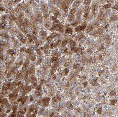 Immunohistochemistry-Paraffin: LRG1 Antibody [NBP1-82823]