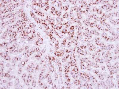 Immunohistochemistry-Paraffin: LRG1 Antibody [NBP2-19372]
