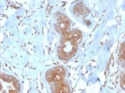 Immunohistochemistry-Paraffin: LRG1 Antibody (LRG1/4882) [NBP3-13851]